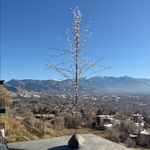 Sundance Bachelor/Bachelorette’s Holiday Tree. No water or decorations needed:)